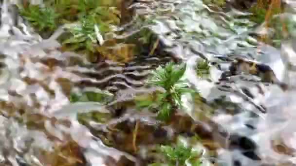 Bouquets Eau Ont Secoué Herbe Verte Qui Été Emportée Par — Video