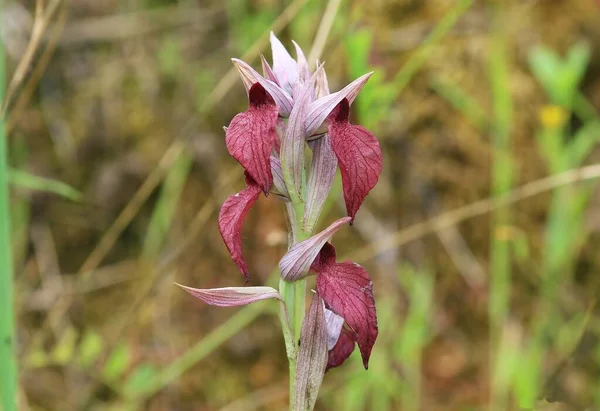 Serapias cordigera, Azores, Orta Avrupa 'dan Akdeniz' e kadar uzanan bir orkide türüdür. Sanlucar de Guadiana 'dan vahşi orkide, Endülüs, İspanya. Makro.