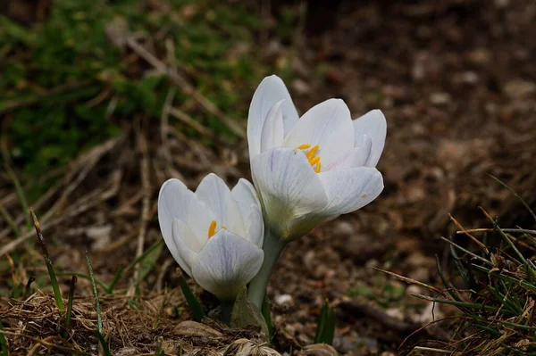 Crocus Carpetanus Hypochromatisches Exemplar Weiße Blumen Aus Den Spanischen Bergen — Stockfoto