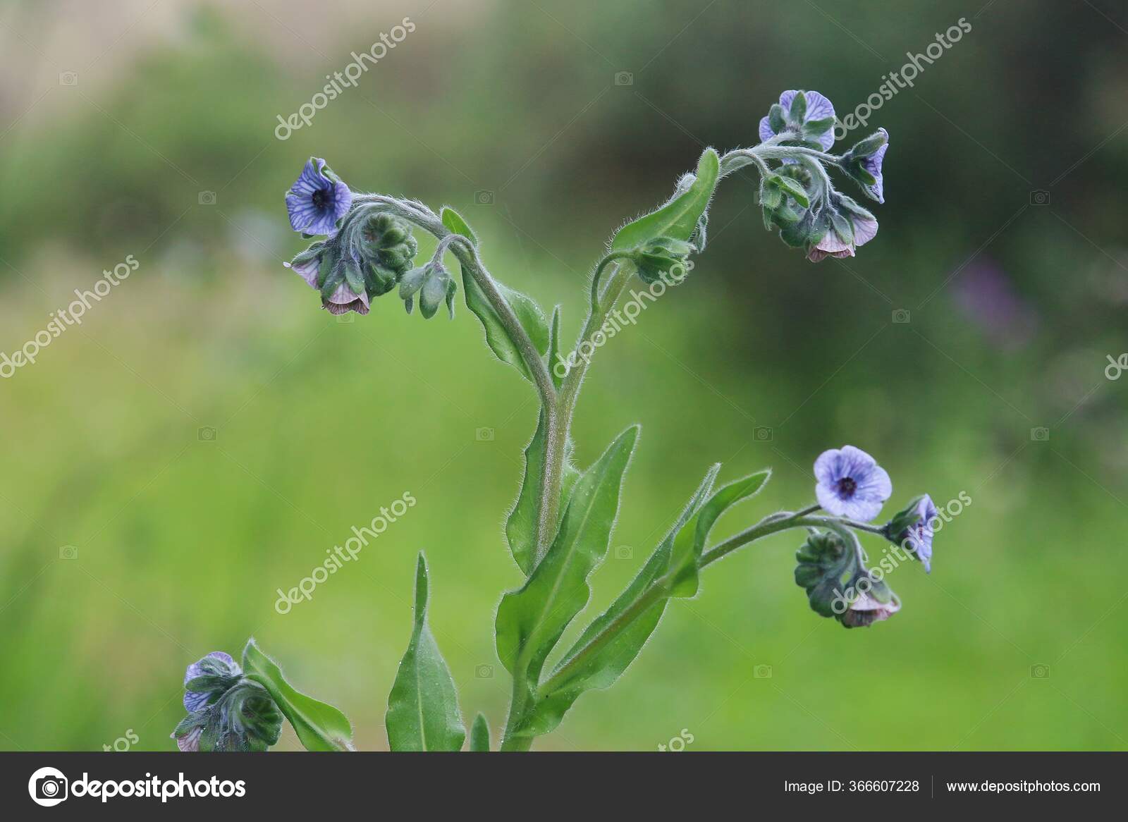紫草科图库照片 免版税紫草科图片 Depositphotos