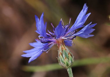 Centaurea cyanus, Asteraceae familyasından Avrupa 'ya özgü bir bitki türü. Madrid, İspanya 'dan numune.
