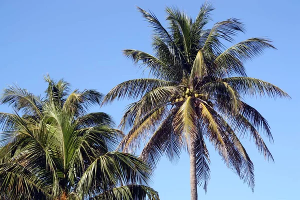 ヌッフェラ キューバのヴァラデロにあるココナッツの木と青い空 — ストック写真