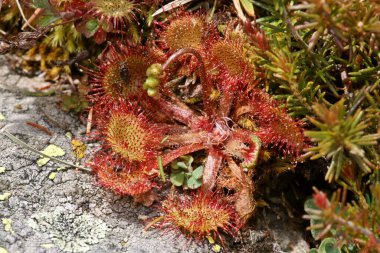 Drosera rotundifolia, genellikle bataklıklar, bataklıklar ve bataklıklar ve bataklıklarda bulunan bir etobur bitkidir. Madrid, İspanya 'dan numune.