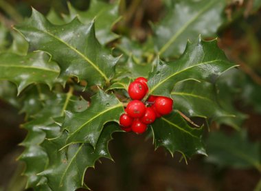 Ilex aquifolium (çobanpüskülü, çobanpüskülü, İngiliz çobanpüskülü, Avrupa çobanpüskülü veya bazen Noel çobanpüskülü). Noel zamanı.