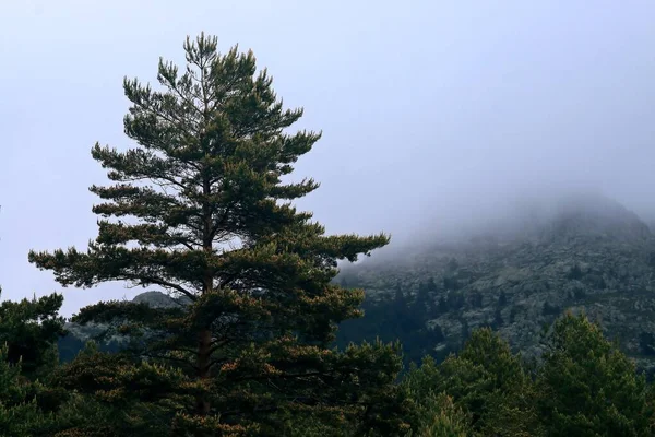 Paisagem Uma Floresta Pinheiro Pinheiro Escocês Pinus Sylvestris Uma Montanha — Fotografia de Stock