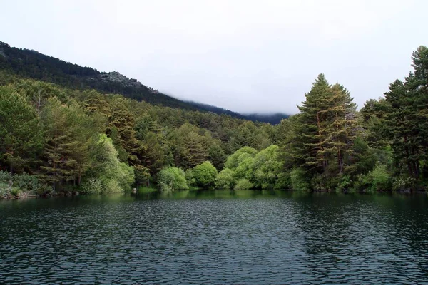 Paisagem Pinhal Pinheiro Escocês Pinus Sylvestris Lago Montanha Madri Espanha — Fotografia de Stock