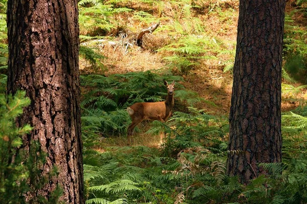 Roe deer, Capreolus capreolus. Roe deer between trunks of scots pines like columns.