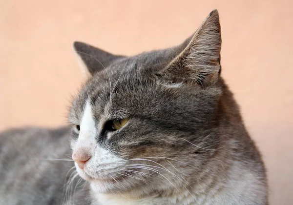Gato Soñoliento Marrakech Marruecos —  Fotos de Stock