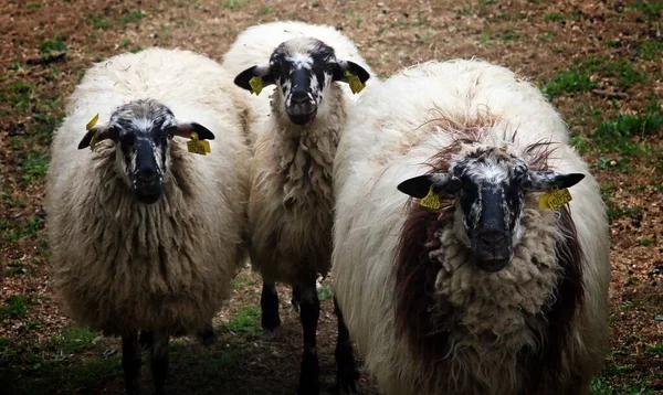 Juh Ovis Aries Navacerrada Madrid Spanyolország Colmenarea Madridi Közösségből Származó — Stock Fotó