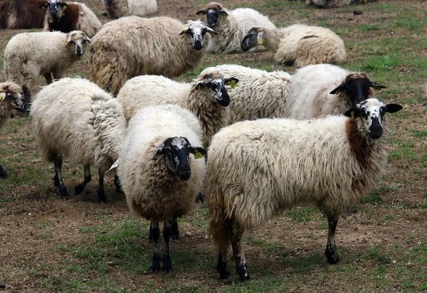 Schafe Ovis Aries Aus Navacerrada Madrid Spanien Die Colmenarea Ist — Stockfoto