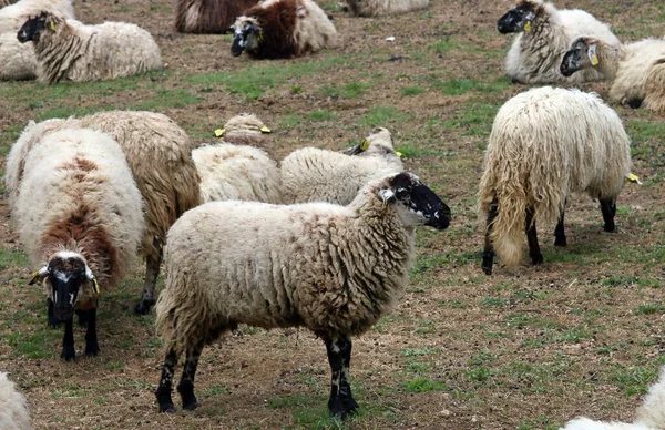 Får Ovis Aries Från Navacerrada Madrid Spanien Colmenarea Fårras Med — Stockfoto