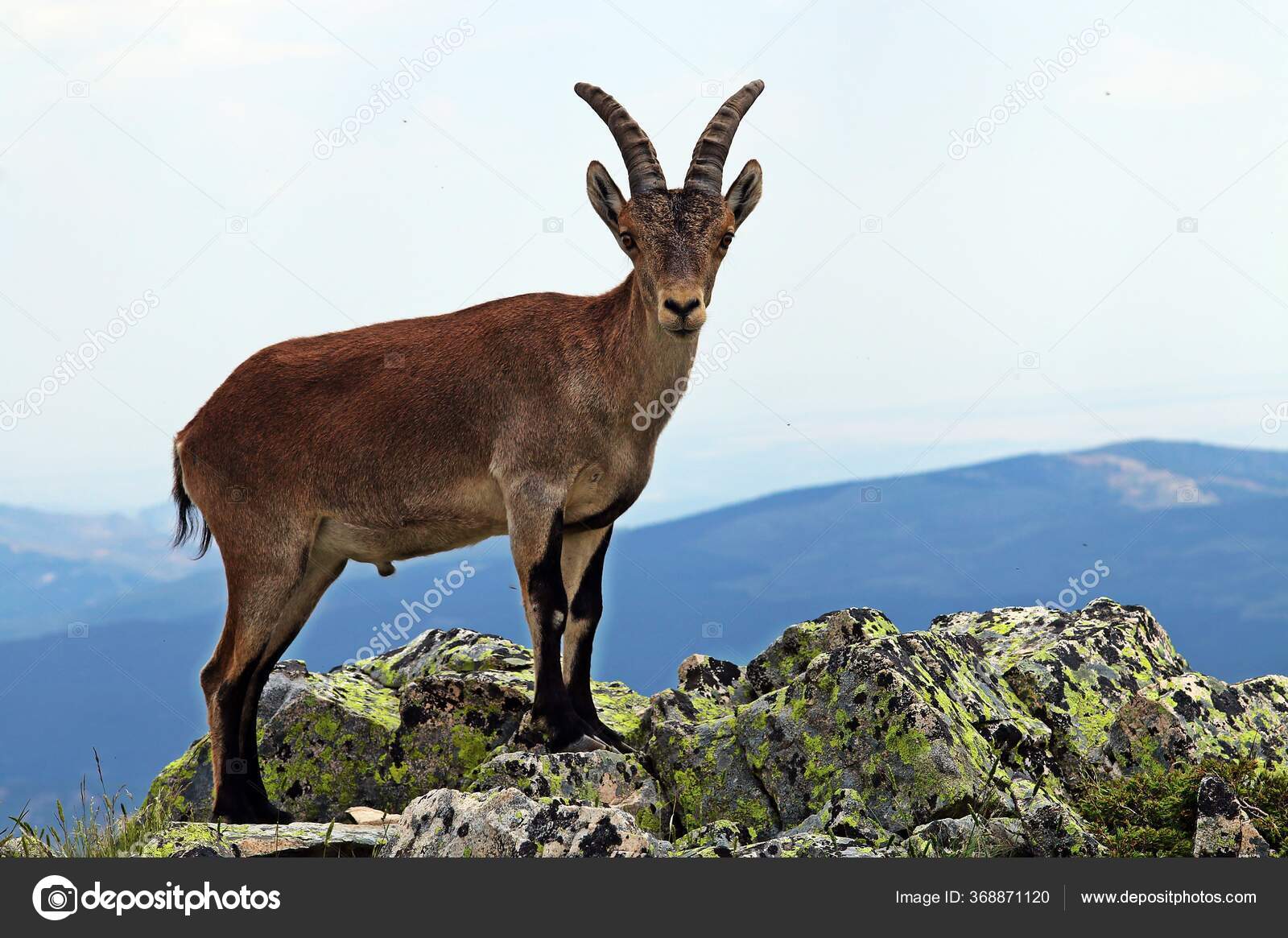 Iberische Steinbocke Capra Pyrenaica Auf Einer Klippe Spanien Iberischer Steinbock Stockfotografie Lizenzfreie Fotos C Angeluisma Depositphotos