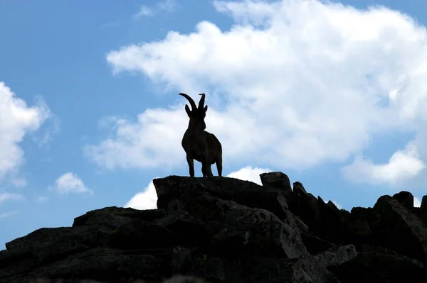 バックライトにスペインの崖の上にイベリアIbex Capra Pyrenaica イベリアアイベックス スペインのアイベックス スペインの野生のヤギまたはイベリアの野生のヤギ — ストック写真