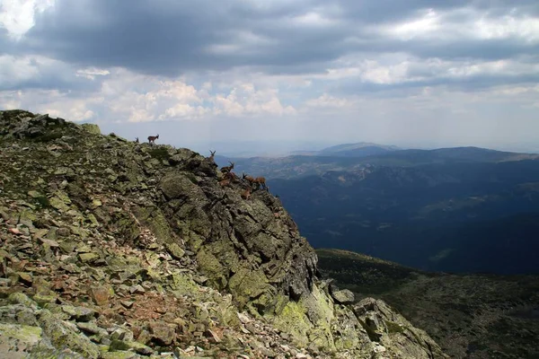 Manada Íbice Ibérico Capra Pyrenaica Acantilado España Ibex Ibérico Ibex —  Fotos de Stock