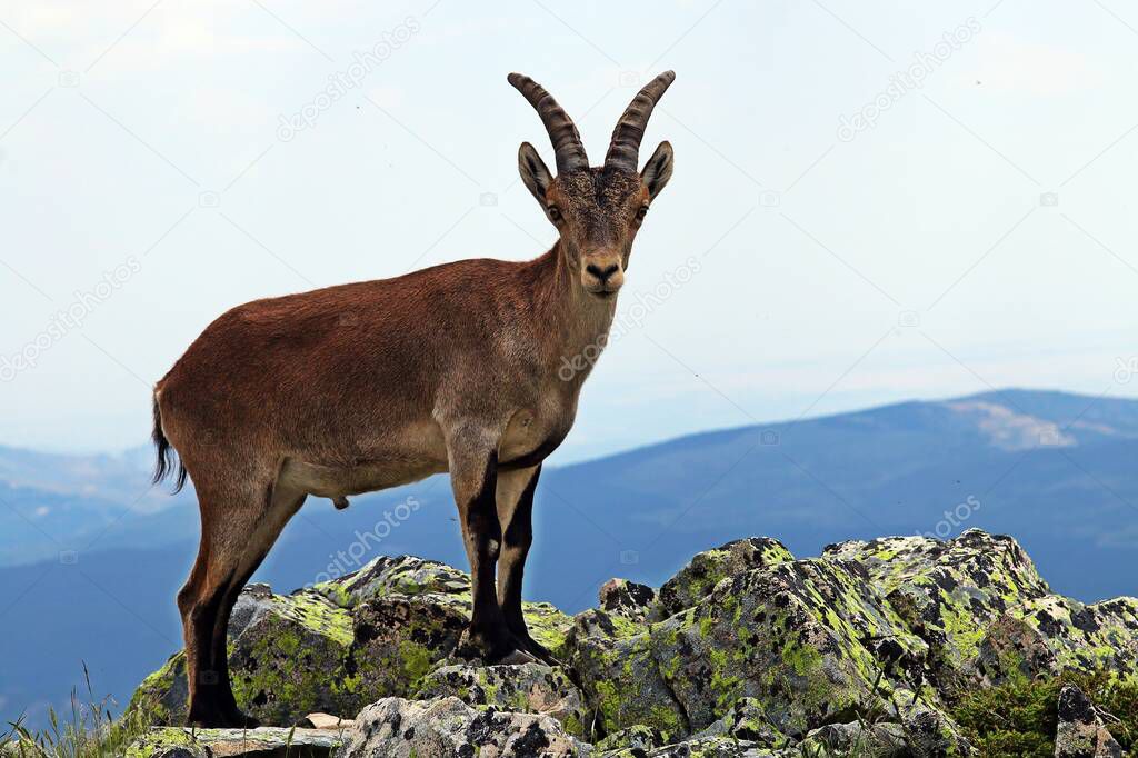 Iberian Ibex (Capra pyrenaica) on a cliff of Spain. Iberian ibex, Spanish ibex, Spanish wild goat or Iberian Wild goat.