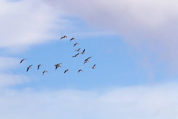 Gansos Greylag Anser Anser Voando Formação Céu Azul Natureza Islandesa — Fotografia de Stock