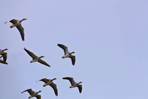 Greylag Libák Anser Anser Repül Kék Izlandi Jelleg — Stock Fotó