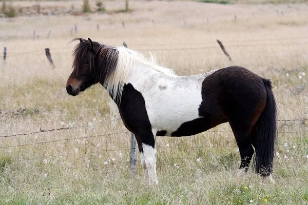 Koń Islandzki Equus Ferus Caballus Brązowo Biały Koń Krajobrazie Łąką — Zdjęcie stockowe