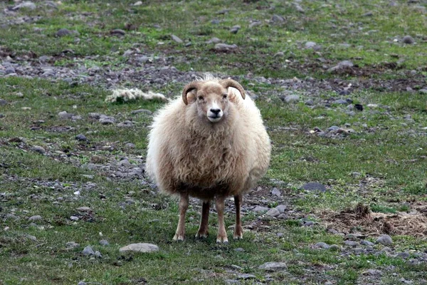 Das Isländische Schaf Ovis Aries Ist Eine Rasse Von Hausschafen — Stockfoto