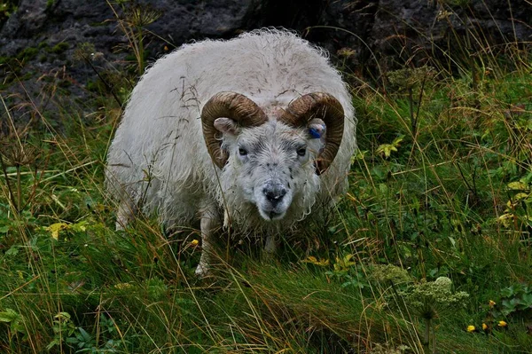 Isländska Får Ovis Aries Ras Tamfår Ram Stirrar Dig — Stockfoto