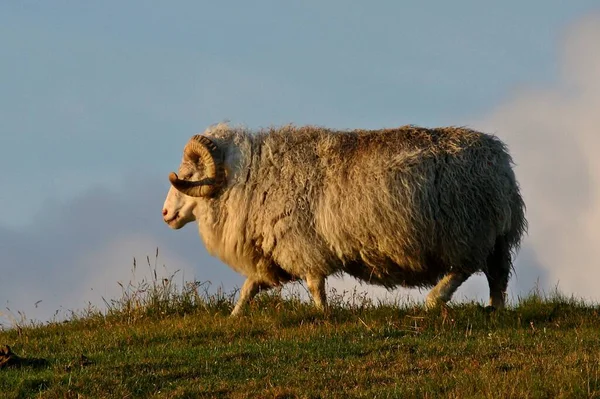 Icelandic Sheep Ovis Aries Breed Domestic Sheep Icelandic Ram Walking — Stock Photo, Image
