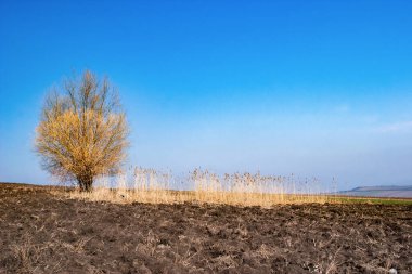 Yalnız bir ağaç ve bir kamış tarlası baharda sürülmüş bir tarlada. Mavi bir gökyüzü ve ufukta bir köy.