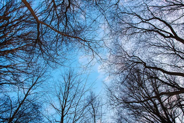 Oak Trees Branches on blue cloudy sky. Wide angle photography. Beauty pattern.