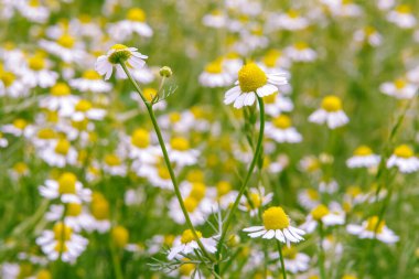 Papatya ya da papatya ya da papatya, Asteraceae familyasının birçok papatya benzeri bitkisinin yaygın adıdır. Bu türlerden ikisi geleneksel tıpta sık sık bitkisel aşılar yapmak için kullanılır, ve bumomi 'nin