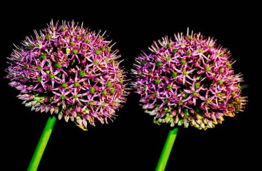 Siyah arka planda iki ampul Allium Gladyatörü. Alfatik Allium. Grass Allium Globemaster. Allium strictum Alchetron