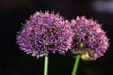 Siyah arka planda iki ampul Allium Gladyatörü. Alfatik Allium. Grass Allium Globemaster. Allium strictum Alchetron