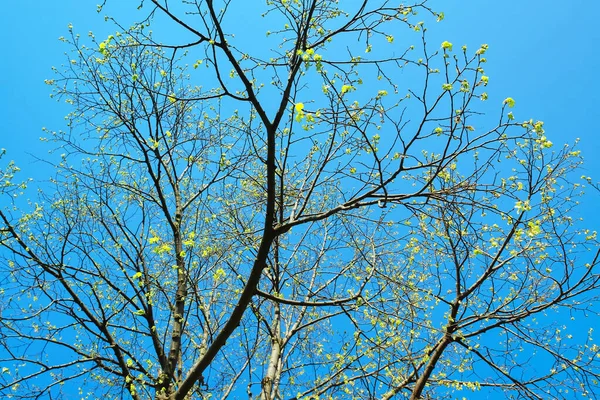 Wallpaper yellow flowers, the sky, leaves, nature, tree, widescreen.
