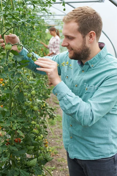 Landwirt überprüft Tomatenpflanzen im Gewächshaus — Stockfoto