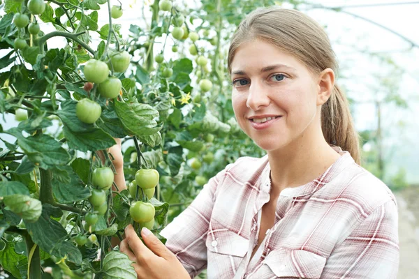 Kobiece robotnika rolnego, sprawdzanie pomidora w szklarni — Zdjęcie stockowe