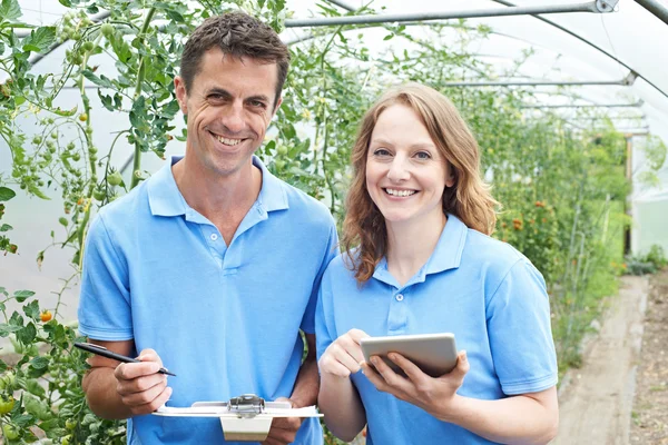 Работники сельского хозяйства проверяют томатные заводы с помощью цифрового планшета — стоковое фото