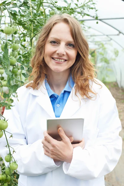 Ženské vědec ve skleníku zkoumá úrody rajčat — Stock fotografie