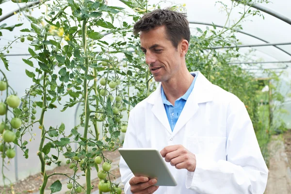 Científico masculino en invernadero investigando cultivo de tomate — Foto de Stock