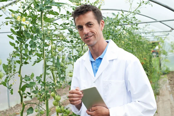 Científico masculino en invernadero investigando cultivo de tomate — Foto de Stock