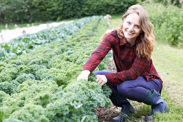 Organik tarım alanında çalışan kadın — Stok fotoğraf