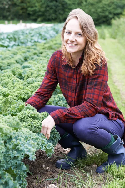 Femme travaillant dans le domaine sur la ferme biologique — Photo