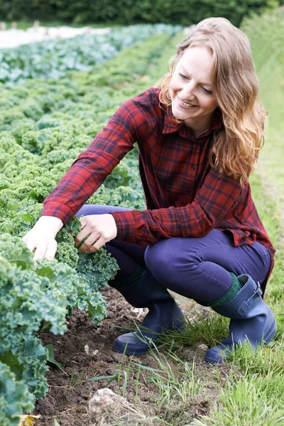 Mujer trabajando en el campo en granja orgánica — Foto de Stock