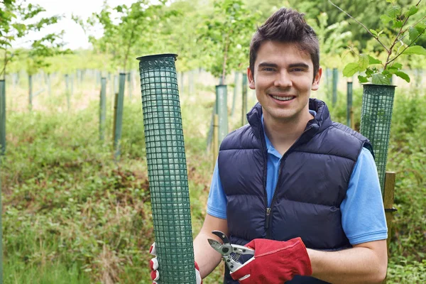 Waldarbeiter kümmert sich um junge Bäume — Stockfoto