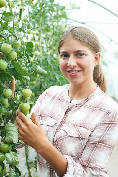 Kvinnliga jordbruksarbetare kontrollera tomatplantor i växthus — Stockfoto
