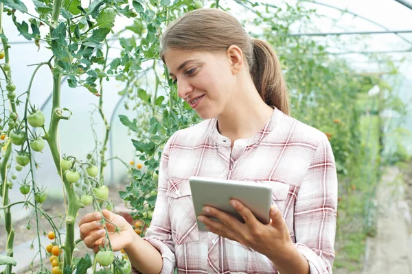 Científica femenina en invernadero investigando cultivo de tomate —  Fotos de Stock