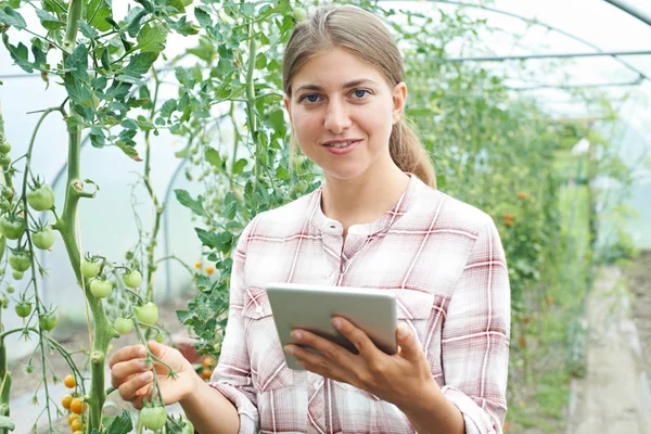 Científica femenina en invernadero investigando cultivo de tomate —  Fotos de Stock
