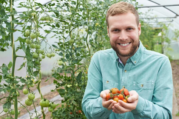 Hombre Trabajador agrícola Comprobación de plantas de tomate en invernadero — Foto de Stock