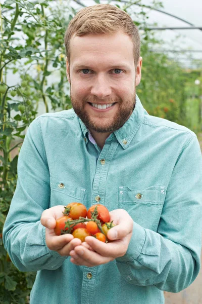 Manliga jordbruks-arbetare kontrollera tomatplantor i växthus — Stockfoto