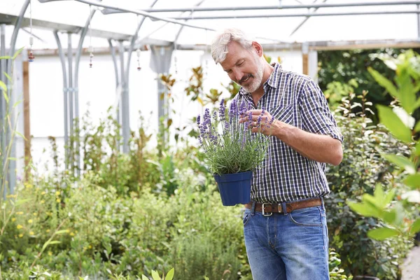 Homme mûr Choisir des plantes au centre de jardin — Photo