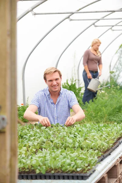 Par i växthus på ekologisk gård kontrollera växter — Stockfoto