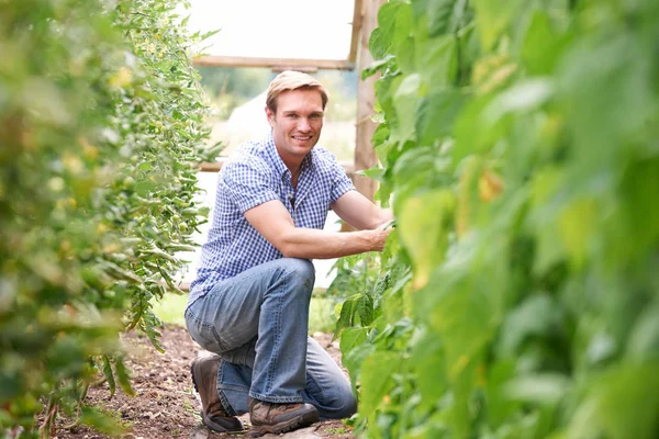 Landwirt überprüft Tomatenpflanzen im Gewächshaus — Stockfoto