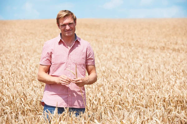 Земледелец на пшеничном поле — стоковое фото